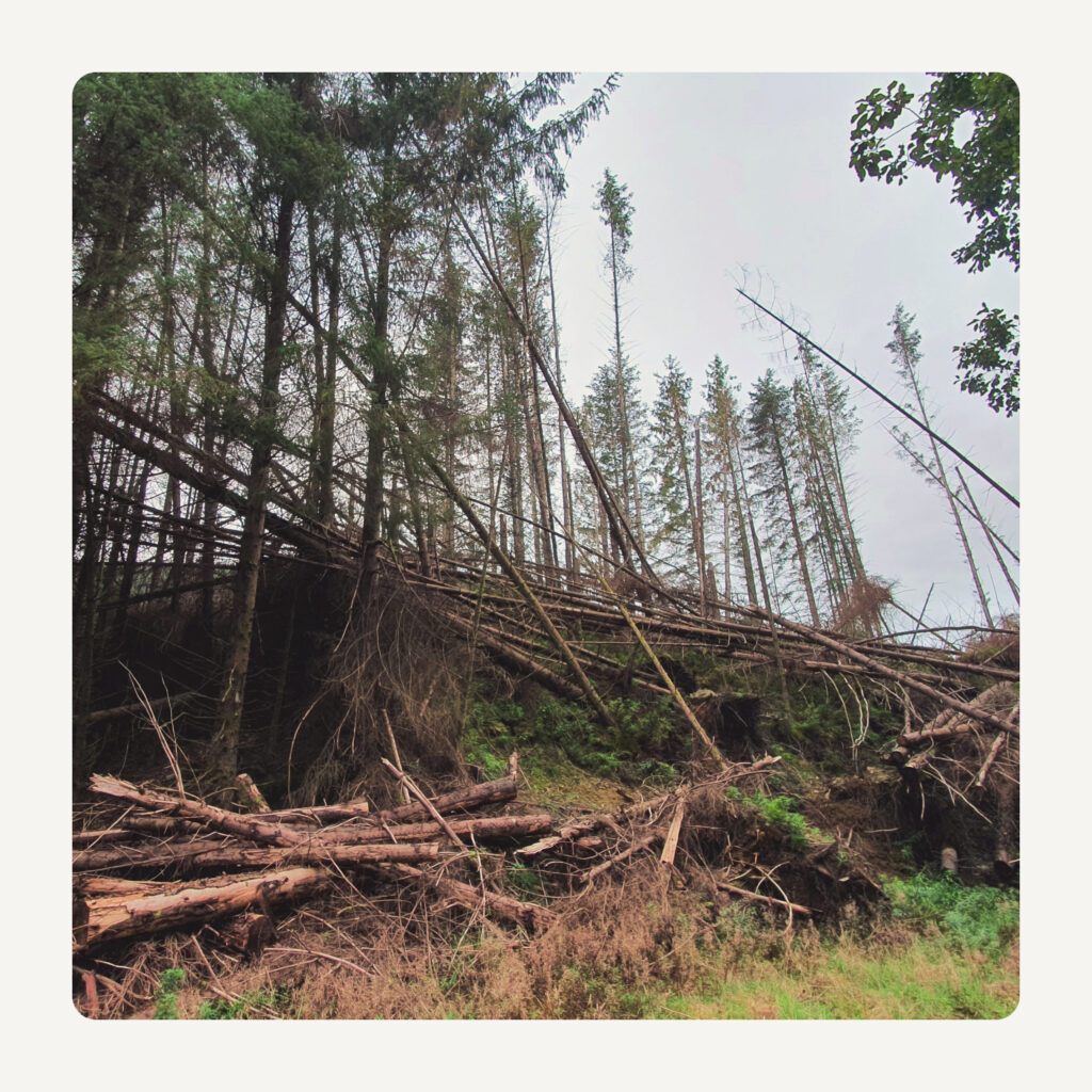 Fallen trees in a forest.
