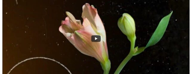 Flower on YouTube